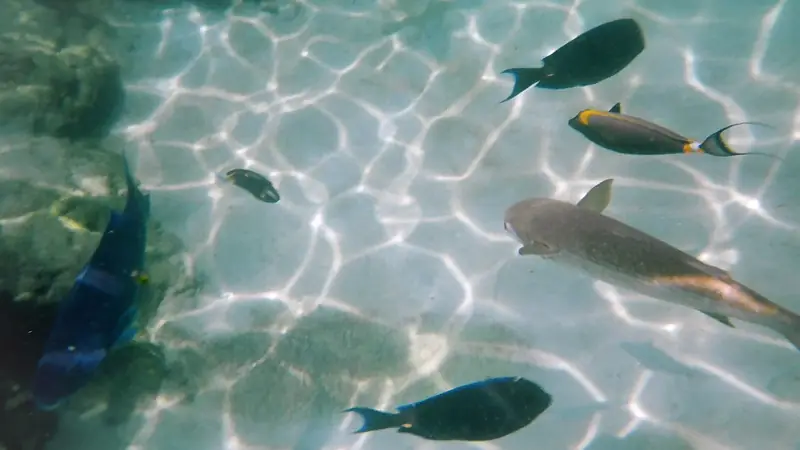 Tropical fish swimming over sand in clear shallow water at Discovery Cove's Grand Reef, Orlando
